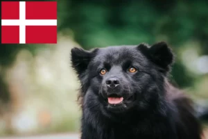 Read more about the article Svensk Lapphund opdrættere og hvalpe i Danmark