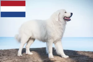 Read more about the article Tatra Sheepdog opdrættere og hvalpe i Holland