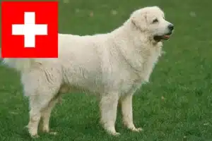 Read more about the article Tatra Sheepdog opdrættere og hvalpe i Schweiz