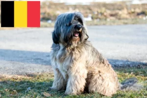 Read more about the article Tibetansk Terrier opdrættere og hvalpe i Belgien