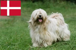 Read more about the article Tibetansk Terrier opdrættere og hvalpe i Danmark