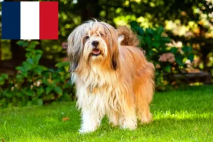 Read more about the article Opdrættere og hvalpe af tibetansk terrier i Frankrig