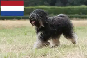 Read more about the article Tibetansk terrier opdrættere og hvalpe i Holland