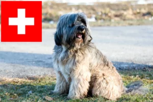 Read more about the article Tibetansk terrier opdrættere og hvalpe i Schweiz