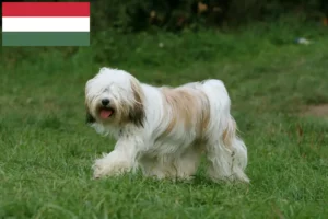 Read more about the article Tibetansk Terrier opdrættere og hvalpe i Ungarn