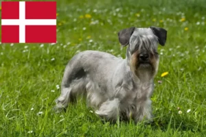 Read more about the article Tjekkisk Terrier opdrætter og hvalpe i Danmark