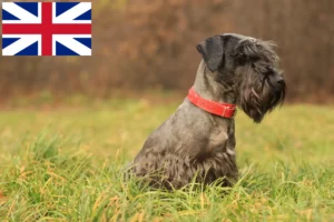 Read more about the article Tjekkisk terrier-opdrætter og hvalpe i Storbritannien