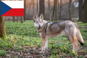 Read more about the article Tjekkoslovakisk ulvehund opdrættere og hvalpe i Tjekkiet