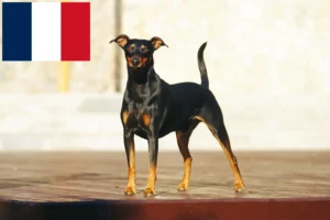 Read more about the article Opdrættere og hvalpe af tysk pinscher i Frankrig