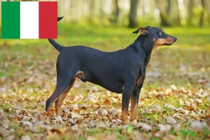 Read more about the article Tysk pinscher-opdrætter og hvalpe i Italien