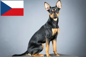 Read more about the article Opdrættere og hvalpe af tysk pinscher i Tjekkiet