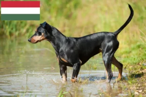 Read more about the article Tysk pinscher-opdrætter og hvalpe i Ungarn