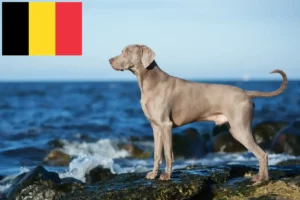 Read more about the article Weimaraner-opdrættere og hvalpe i Belgien