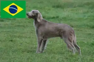 Read more about the article Weimaraner-opdrættere og hvalpe i Brasilien