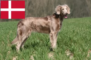 Read more about the article Weimaraner-opdrættere og hvalpe i Danmark