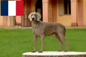 Read more about the article Weimaraner-opdrættere og hvalpe i Frankrig