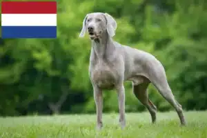 Read more about the article Weimaraner-opdrættere og hvalpe i Holland