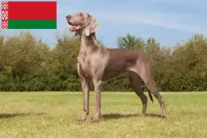 Read more about the article Weimaraner-opdrættere og hvalpe i Hviderusland