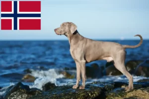 Read more about the article Weimaraner-opdrættere og hvalpe i Norge