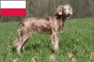 Read more about the article Weimaraner-opdrættere og hvalpe i Polen