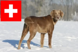 Read more about the article Weimaraner-opdrættere og hvalpe i Schweiz