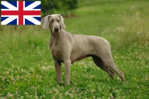 Read more about the article Weimaraner-opdrættere og hvalpe i Storbritannien