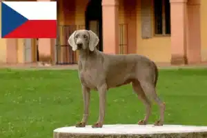 Read more about the article Weimaraner-opdrættere og hvalpe i Tjekkiet