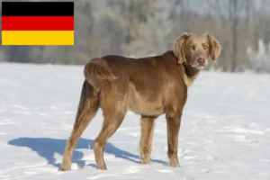 Read more about the article Weimaraner-opdrættere og hvalpe i Tyskland