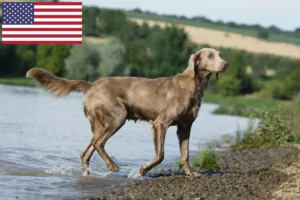 Read more about the article Weimaraner-opdrættere og hvalpe i USA