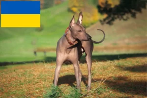 Read more about the article Xolo opdrættere og hvalpe i Ukraine