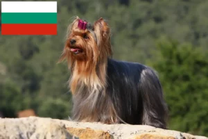 Read more about the article Yorkshire Terrier opdrættere og hvalpe i Bulgarien