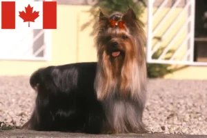 Read more about the article Yorkshire Terrier-opdrættere og hvalpe i Canada