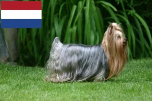 Read more about the article Yorkshire Terrier opdrættere og hvalpe i Holland