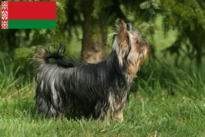 Read more about the article Yorkshire Terrier-opdrættere og hvalpe i Hviderusland