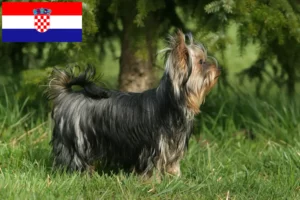 Read more about the article Yorkshire Terrier-opdrættere og hvalpe i Kroatien