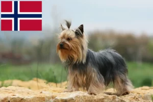 Read more about the article Yorkshire Terrier opdrættere og hvalpe i Norge