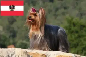 Read more about the article Yorkshire Terrier opdrættere og hvalpe i Østrig