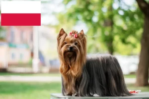 Read more about the article Yorkshire Terrier opdrættere og hvalpe i Polen