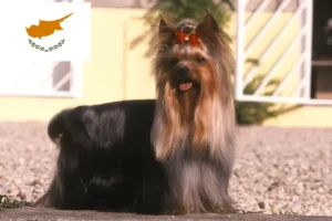 Read more about the article Yorkshire Terrier opdrættere og hvalpe på Cypern