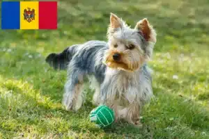 Read more about the article Yorkshire Terrier-opdrættere og hvalpe i Moldova