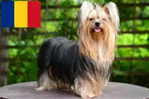 Read more about the article Yorkshire Terrier opdrættere og hvalpe i Rumænien