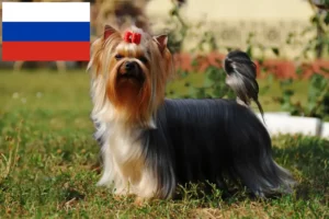 Read more about the article Yorkshire Terrier-opdrættere og hvalpe i Rusland