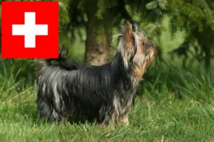 Read more about the article Yorkshire Terrier opdrættere og hvalpe i Schweiz