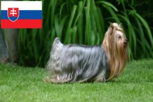 Read more about the article Yorkshire Terrier opdrættere og hvalpe i Slovakiet