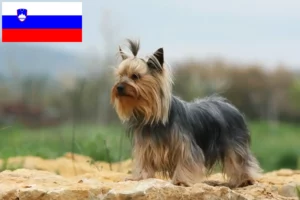 Read more about the article Yorkshire Terrier-opdrættere og hvalpe i Slovenien