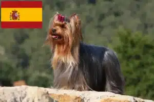 Read more about the article Yorkshire Terrier opdrættere og hvalpe i Spanien