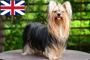 Read more about the article Yorkshire Terrier-opdrættere og hvalpe i Storbritannien