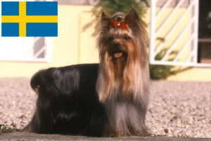 Read more about the article Yorkshire Terrier opdrættere og hvalpe i Sverige