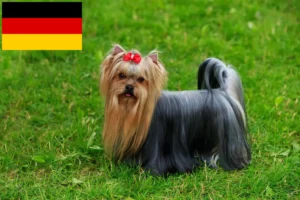 Read more about the article Yorkshire Terrier opdrættere og hvalpe i Tyskland