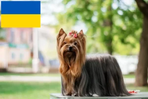 Read more about the article Yorkshire Terrier opdrættere og hvalpe i Ukraine